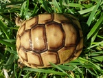 Tartaruga brea Testudo Graeca Ibera,east-Anatolian, Anamirensis