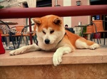 Cucciolata Akita inu Giapponese