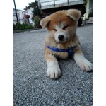 Cucciolata Akita inu Giapponese - Foto n. 9