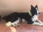 Cuccioli di Border Collie