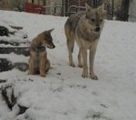 Cuccioli lupo Cecoslovacco - Foto n. 2