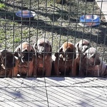 Cucciolo di fila Brasileiro - Foto n. 2