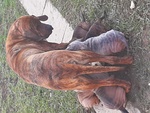 Cucciolo di fila Brasileiro - Foto n. 3