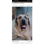 Cucciolo di fila Brasileiro - Foto n. 4