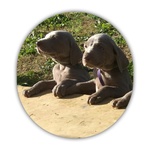 Cuccioli Weimaraner - Foto n. 1