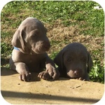 Cuccioli Weimaraner - Foto n. 3