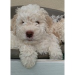 Lagotto Romagnolo con Pedigree Roi