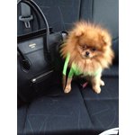 🐶 Volpino Pomerania maschio di 11 anni e 1 mese in accoppiamento a Zambana (TN) e in tutta Italia da privato