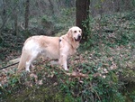 Golden Retriever Cerca Anima Gemella