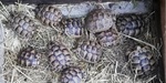 Tartaruga di Terra : Testudo Graeca ; Testudo Marginata: Testudo Hermanni - Foto n. 2