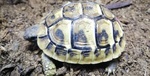 Tartaruga di Terra : Testudo Graeca ; Testudo Marginata: Testudo Hermanni - Foto n. 5