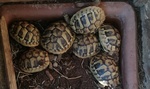 Tartaruga di Terra : Testudo Graeca ; Testudo Marginata: Testudo Hermanni - Foto n. 6