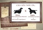 Cuccioli Cocker Spaniel Inglese alta Genealogia