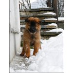 Cuccioli Eurasier - Foto n. 2