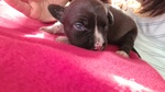 Cuccioli Amstaff con Pedigree