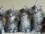 Bellissima Cucciolata di Razza Maine Coon - Foto n. 2