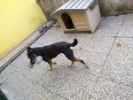Cani in Adozione - Foto n. 5