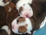 Cuccioli Bulldog Inglese