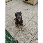 🐶 Pinscher maschio in adozione a Torino (TO) da privato