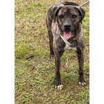 Buddy mix cane Corso - Foto n. 2