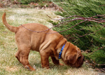 Cucciolo di shar pei Maschio e Femmina - Foto n. 1