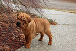 Cucciolo di shar pei Maschio e Femmina - Foto n. 2