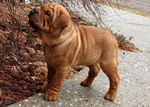 Cucciolo di shar pei Maschio e Femmina - Foto n. 3