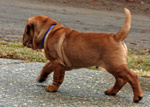 Cucciolo di shar pei Maschio e Femmina - Foto n. 4