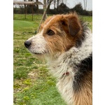 🐶 Fox Terrier maschio di 6 anni in adozione a Vidigulfo (PV) da associazione animali