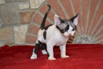 Devon rex Cuccioli