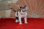 Devon rex Cuccioli - Foto n. 2