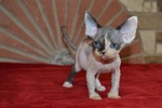 Devon rex Cuccioli - Foto n. 5