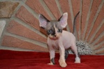 Devon rex Cuccioli - Foto n. 6