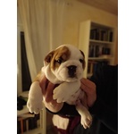 Bulldog Inglese con Pedigree