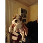 Bulldog Inglese con Pedigree - Foto n. 2