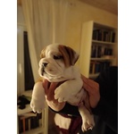 Bulldog Inglese con Pedigree - Foto n. 3