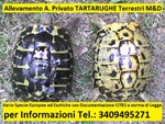 Tartarughe Terrestri - Tutta Italia