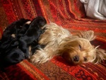 Cuccioli di Yorkshire Terrier - Foto n. 3