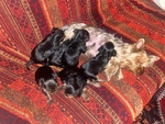 Cuccioli di Yorkshire Terrier - Foto n. 5