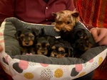 Cuccioli di Yorkshire Terrier