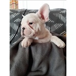 Spettacoli Cuccioli di Bulldog Francese - Foto n. 2