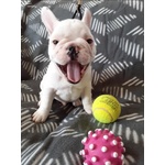 Spettacoli Cuccioli di Bulldog Francese - Foto n. 3