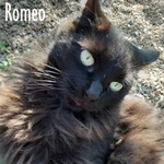 Romeo, un Gatto di un anno e Mezzo! - Foto n. 3