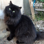 Morfeo, un Gatto di soli 3 Anni!