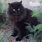 Morfeo, un Gatto di soli 3 Anni! - Foto n. 2