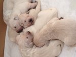 Cuccioli di Golden Retriever