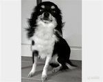 Chihuahua Femmina per Accoppiamento - Foto n. 6