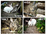 Blanche-Grey-Hazel-Terry - Conigli in Adozione