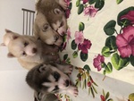 Cuccioli di Siberian Husky - Foto n. 1