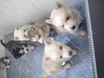 Cuccioli di Siberian Husky - Foto n. 4